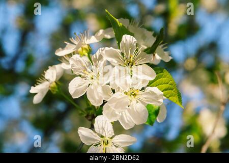 Eine Kirschblüte ist eine Blume vieler Bäume der Gattung Prunus. Die bekannteste Art ist die japanische Kirsche Prunus serrulata, die häufig ca. Stockfoto