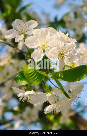 Eine Kirschblüte ist eine Blume vieler Bäume der Gattung Prunus. Die bekannteste Art ist die japanische Kirsche Prunus serrulata, die häufig ca. Stockfoto