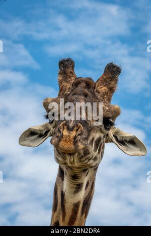 Nahaufnahme des Kopfporträts der masai Giraffe (Giraffa camelopardalis tippelskirchii) im Masai Mara Game Reserve in Kenia Stockfoto