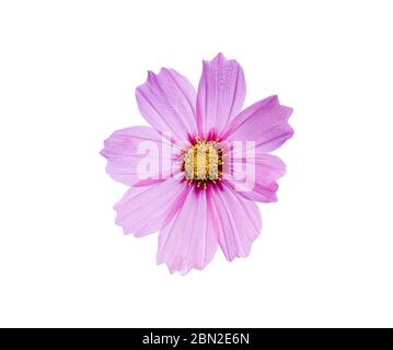 Rosa Kosmos Blume auf weißem Hintergrund. Mit Clipping-Pfad. Stockfoto