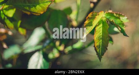 Frische grüne Blätter der Rosenblüte auf dem Zweig wachsen in sonnigen Garten. Stockfoto