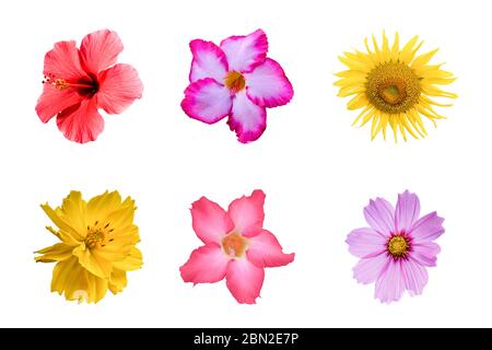 Verschiedene bunte Blumen auf weißem Hintergrund isoliert. Set von Kosmos, Gänseblümchen, Sonnenblumen, Azaleen. Mit Clipping-Pfad. Stockfoto