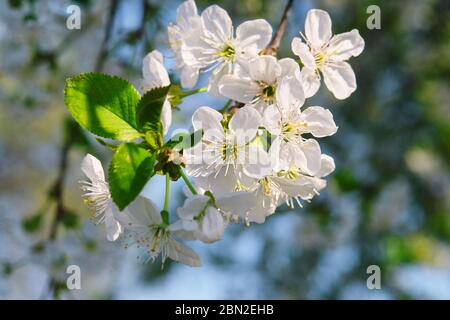 Eine Kirschblüte ist eine Blume vieler Bäume der Gattung Prunus. Die bekannteste Art ist die japanische Kirsche Prunus serrulata, die häufig ca. Stockfoto