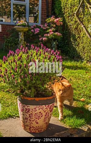 Lavandula stoechas ‘Anouk’ (Lavendel) in kleinem Garten Stockfoto