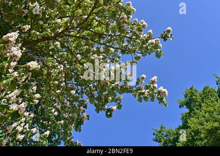 Blühende Rosskastanie / Konkerkriem (Aesculus hippocastanum) Nahaufnahme von Blütenstand, Laub und weißen Blüten im Frühjahr Stockfoto