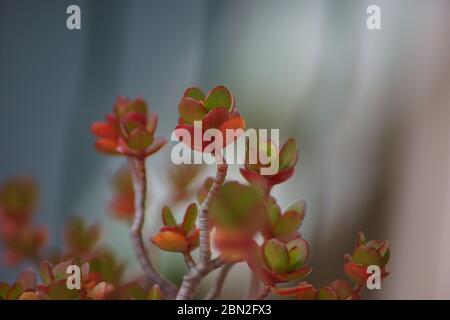 Detail von Crassula ovata, Jade Pflanze, Glückspflanze, Geldpflanze oder Geldbaum, Zierpflanze Sukkulente Wüstenpflanze Stockfoto