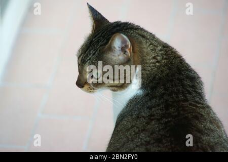 Porträt der europäischen Hauskatze Stockfoto