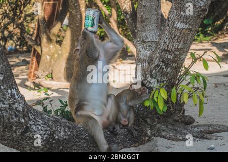 Lustige Affe Bier trinken am Strand unter einem Baum. Ein Affe nahm ein Bier von unserer Gruppe und begann es am Strand zu trinken. Cat Ba, Vietnam - 5. März 2020. Stockfoto