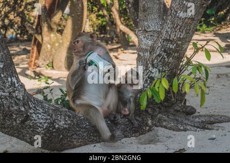 Lustige Affe Bier trinken am Strand unter einem Baum. Ein Affe nahm ein Bier von unserer Gruppe und begann es am Strand zu trinken. Cat Ba, Vietnam - 5. März 2020. Stockfoto