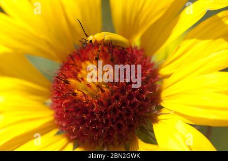 Gelber Käfer auf gewöhnlicher Blanketblume Stockfoto