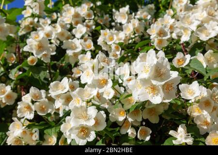 Jasminblüten auf dem Zweig im Garten Stockfoto