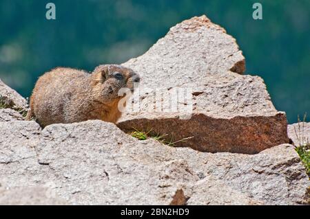 Murmeltier im Rocky Mountain National Park Stockfoto