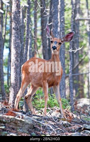 Maultier Hirsch Weibchen im Wald, Nordamerika Stockfoto