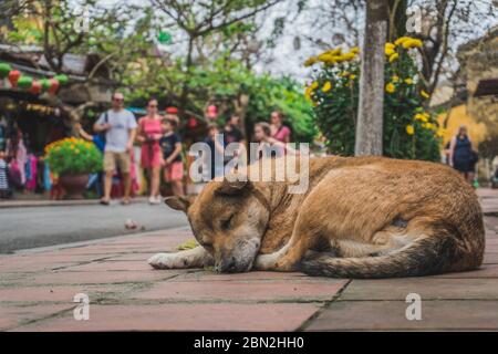 . Wundervolle Aussicht auf die alte Straße, die mit bunten Seidenlaternen dekoriert ist. Hoi an (Hoi an), Vietnam - 12. März 2020. Stockfoto