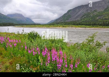 Beaver schwimmt mit seinem Heimatsee, Alaska Stockfoto