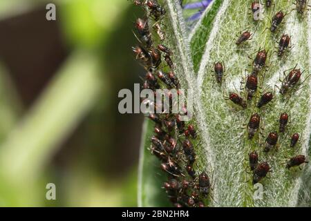 Blattläuse, Nahaufnahme der Amsel (aphididae, möglicherweise aphis gossypii), die an einem Blatt in einem britischen Garten saugen Stockfoto