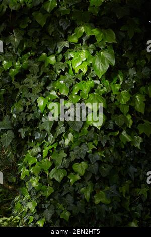 Foto von Efeu (Hedera Hibernica) wächst auf einem Baum. Stockfoto