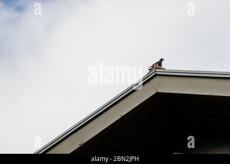 MERTHYR TYDFIL, WALES - 11. MAI 2020 - Taube saß auf dem Dach des Merthyr Tydfil council Building. Stockfoto