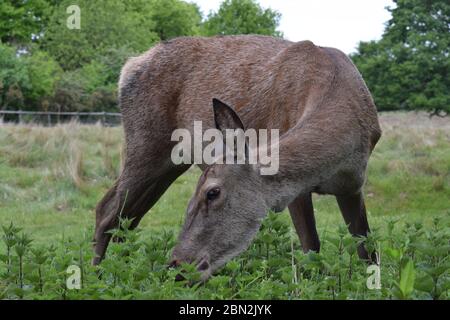 Weibliches Rothirsch, Das Brennnesseln Isst Stockfoto