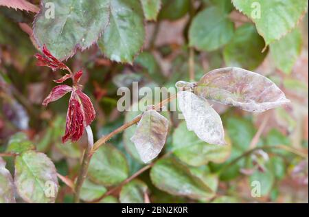 Mehltau (podosphaera pannosa) auf Rosen in einem Garten, Pilzkrankheit auf Rosenblättern, Großbritannien Stockfoto