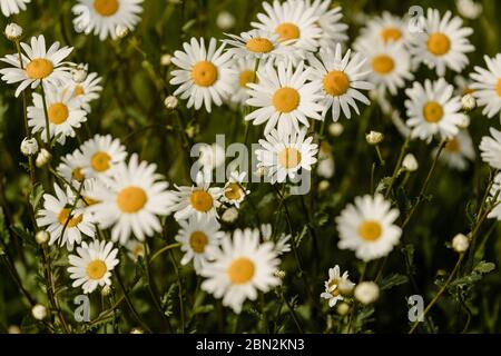 MERTHYR TYDFIL, WALES - 11. MAI 2020 - EINE Nahaufnahme von Gänseblümchen und grünem Gras. Stockfoto