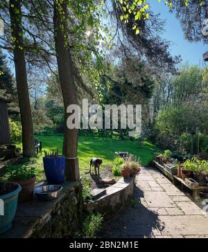 Peat Lane, Bewerley, Harrogate, North Yorkshire, England, Großbritannien. 06/05/20. Haustierhundstände in der Abendsonne im kleinen Garten um 90 Uhr Stockfoto