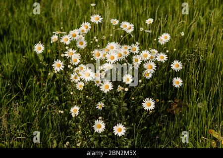 MERTHYR TYDFIL, WALES - 11. MAI 2020 - Gänseblümchen und grünes Gras Stockfoto