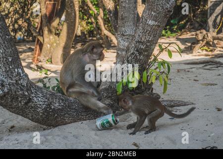 Lustige Affe Bier trinken am Strand unter einem Baum. Ein Affe nahm ein Bier von unserer Gruppe und begann es am Strand zu trinken. Cat Ba, Vietnam - 5. März 2020. Stockfoto