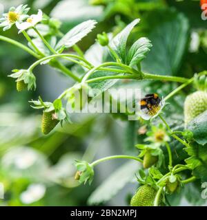 Gewächshaus mit jungen Erdbeerbüschen Stockfoto