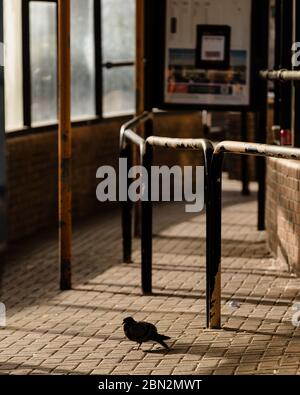 MERTHYR TYDFIL, WALES - 11. MAI 2020 - Taube wartet in der Sonne am Busbahnhof Merthyr. Stockfoto