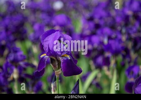 Nahaufnahme einer dunkelblauen Irisblume mit einem unscharfen Hintergrund in blau und grün Stockfoto