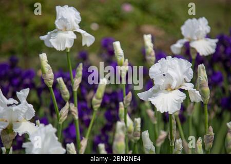 Blühende weiße Iris Blüten und Knospen (iridaceae) vor einem verschwommenen Hintergrund in grün und blau Stockfoto