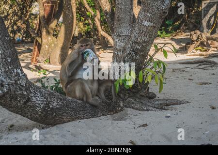 Lustige Affe Bier trinken am Strand unter einem Baum. Ein Affe nahm ein Bier von unserer Gruppe und begann es am Strand zu trinken. Cat Ba, Vietnam - 5. März 2020. Stockfoto