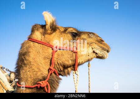 Niedlicher Kamelkopf mit Seilen und einer Leine in Nahaufnahme der Thar Wüste mit klarem blauen Himmel im Hintergrund, Rajasthan, Indien Stockfoto