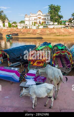Chitrakoot, Madhya Pradesh, Indien: EIN Kind steht neben zwei Kühen und den bunten Booten, die nahe den Stufen von Ramghat auf dem Mandakini Fluß säumen. Stockfoto