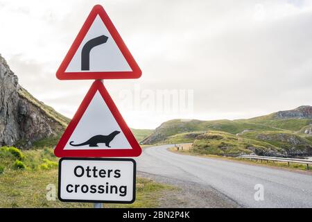 Gefährliche rechte Kurve und Otter, die voraus kreuzen. Rotes Warnschild entlang einer Autobahn im schottischen Hochland. Schottland, Großbritannien, an einem bewölkten Tag Stockfoto