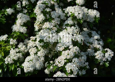 Weiße Blüten des Weißdorns, auch bekannt als Crataegus monogyna Stockfoto