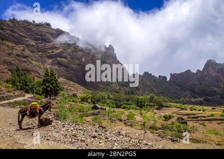 Esel im Krater Cova de Paul Votano auf der Insel Santo Antao, Kap Verde, Afrika Stockfoto