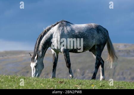 Vollblutpferde grasen auf Weiden in den Yorkshire Dales an einem schönen Frühlingsabend, Großbritannien. Stockfoto