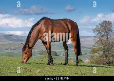 Vollblutpferde grasen auf Weiden in den Yorkshire Dales an einem schönen Frühlingsabend, Großbritannien. Stockfoto