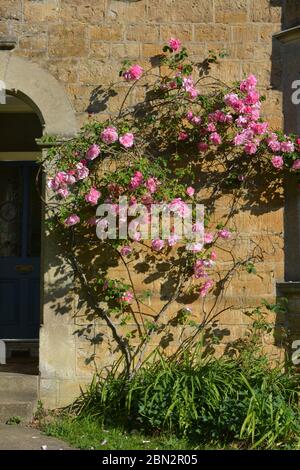 Rosa Kletterrose auf einer Steinwand neben einer Haustür Stockfoto