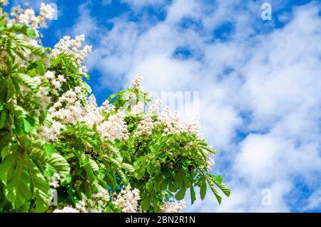 Kastanienzweige und Kastanienblüten im Sommer am Himmel Stockfoto