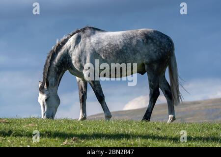 Vollblutpferde grasen auf Weiden in den Yorkshire Dales an einem schönen Frühlingsabend, Großbritannien. Stockfoto