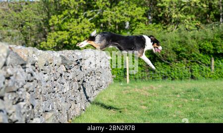 Border Collie springt über eine Trockenmauer. North Yorkshire, Großbritannien. Stockfoto