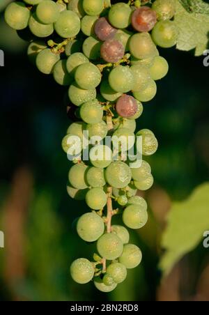 Ein Bündel unreife rote Trauben von ihrer Rebe in Friaul, Italien hängen. Sie beginnen gerade langsam rot zu werden Stockfoto