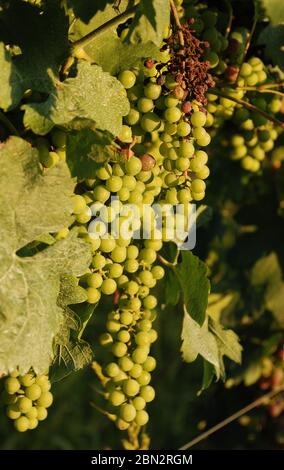 Ein Bündel unreife rote Trauben von ihrer Rebe in Friaul, Italien hängen. Sie beginnen gerade langsam rot zu werden Stockfoto
