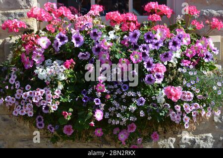 Bunte Fensterbox voller rosa und lila Sommerblumen einschließlich Petunien und Pelargonien Stockfoto