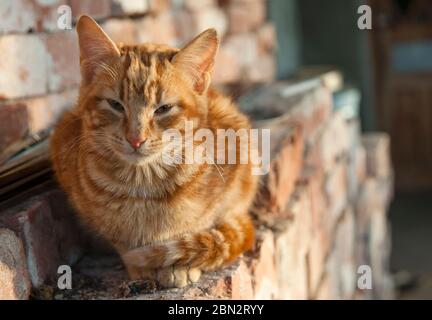 Eine rote Katze sitzt auf einem Haufen roter Steine. Stockfoto