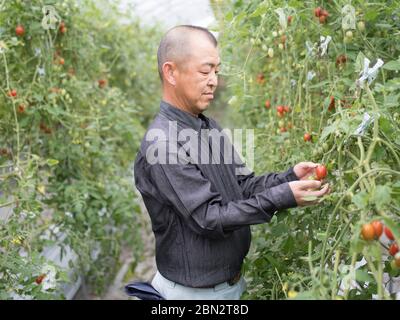 Tomatenzucht / Landwirtschaft / Anbau Stockfoto