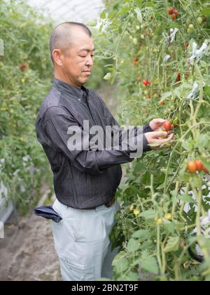 Tomatenzucht / Landwirtschaft / Anbau Stockfoto